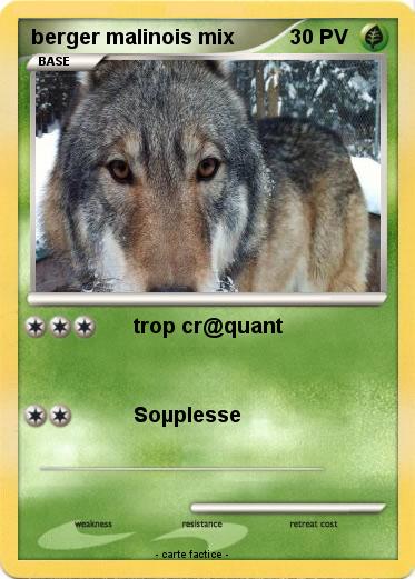 Pokemon berger malinois mix