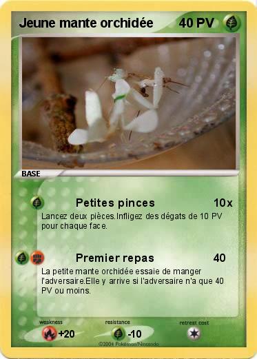 Pokemon Jeune mante orchidée