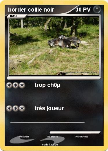 Pokemon border collie noir