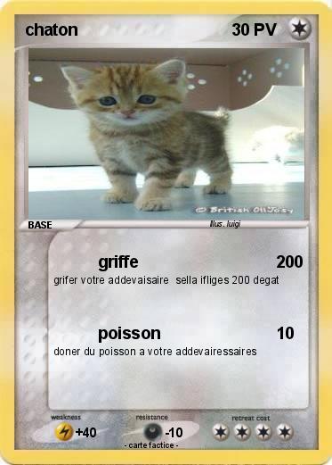 Pokemon chaton