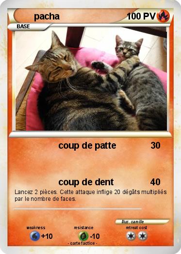Pokemon pacha