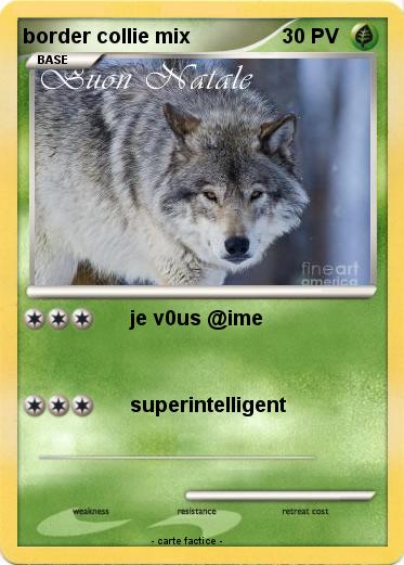 Pokemon border collie mix