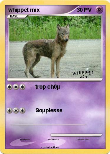 Pokemon whippet mix