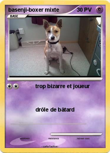 Pokemon basenji-boxer mixte