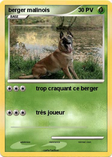 Pokemon berger malinois