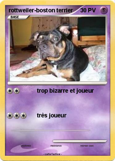 Pokemon rottweiler-boston terrier