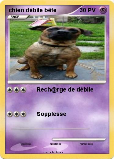 Pokemon chien débile bête