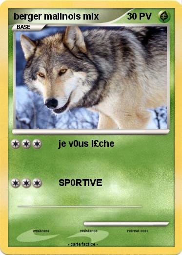 Pokemon berger malinois mix