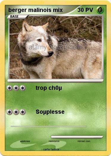 Pokemon berger malinois mix