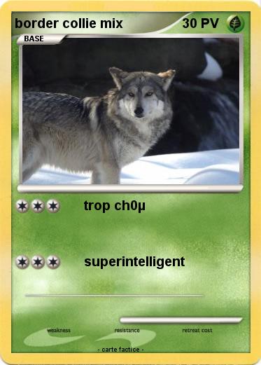 Pokemon border collie mix