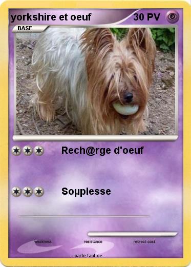 Pokemon yorkshire et oeuf