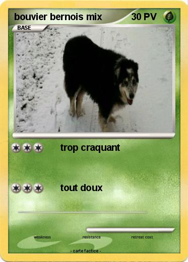 Pokemon bouvier bernois mix