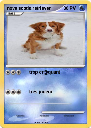 Pokemon nova scotia retriever