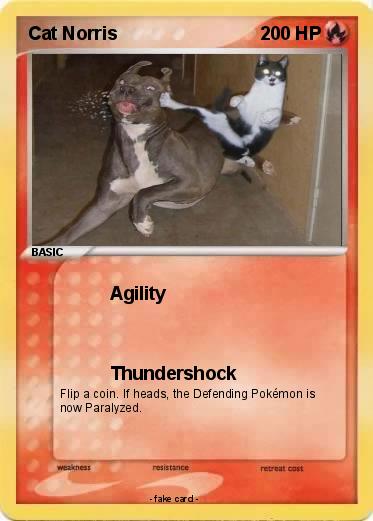Pokemon Cat Norris
