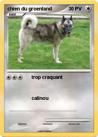 Pokemon chien du groenland