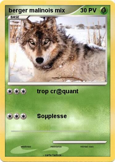 Pokemon berger malinois mix