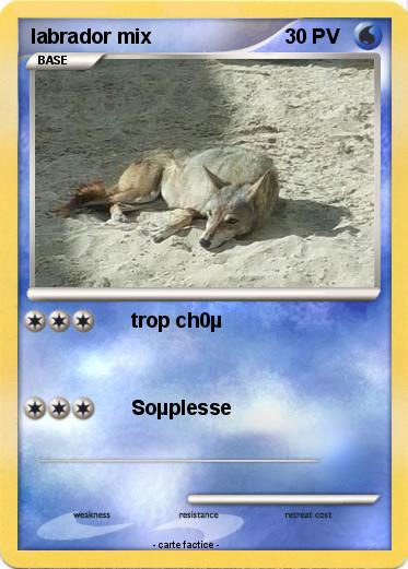 Pokemon labrador mix