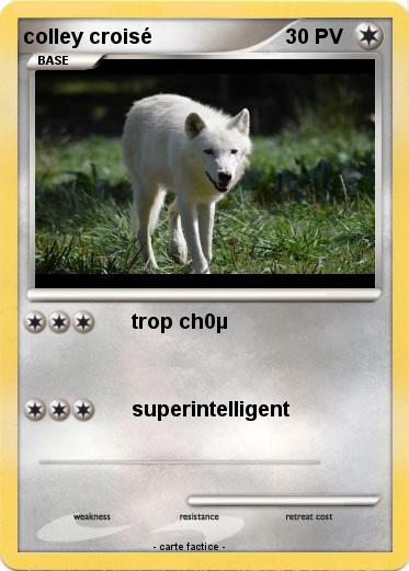 Pokemon colley croisé