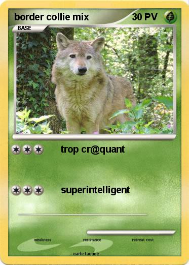 Pokemon border collie mix