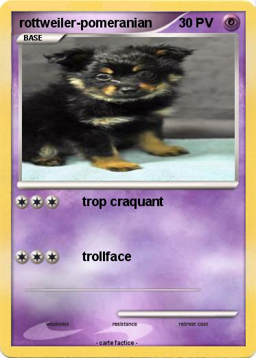 Pokemon rottweiler-pomeranian