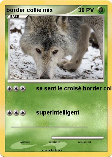 Pokemon border collie mix