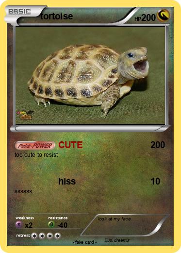 Pokemon tortoise