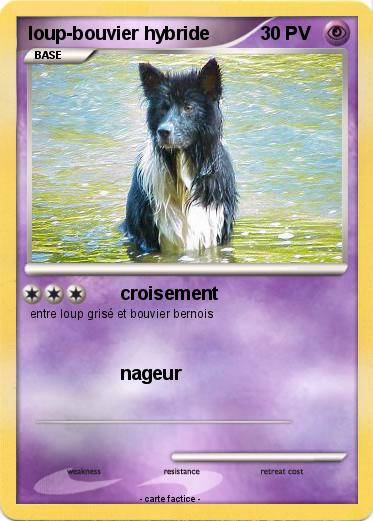 Pokemon loup-bouvier hybride