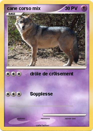 Pokemon cane corso mix