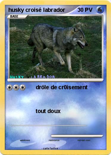 Pokemon husky croisé labrador