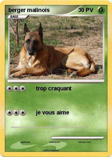 Pokemon berger malinois