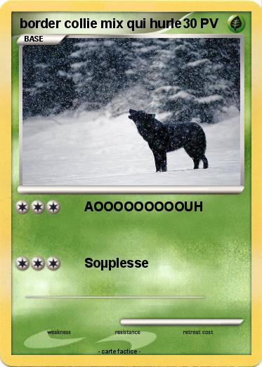 Pokemon border collie mix qui hurle