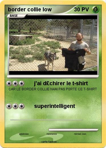 Pokemon border collie low