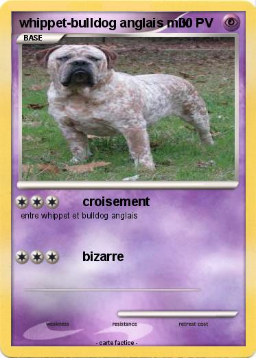 Pokemon whippet-bulldog anglais mix