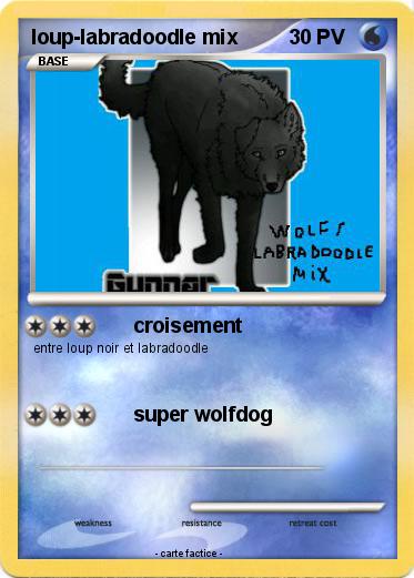 Pokemon loup-labradoodle mix