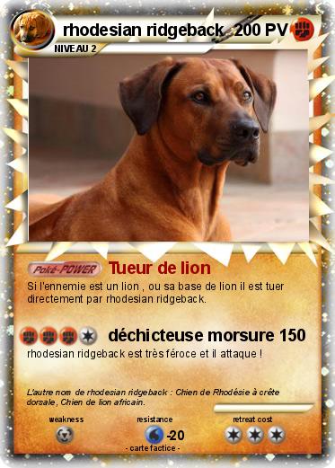 Pokemon rhodesian ridgeback