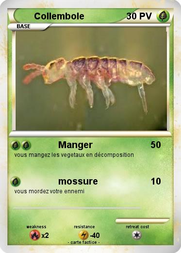 Pokemon Collembole