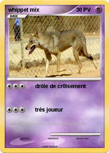 Pokemon whippet mix