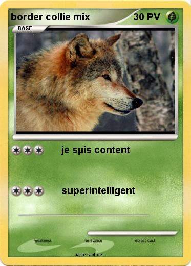 Pokemon border collie mix