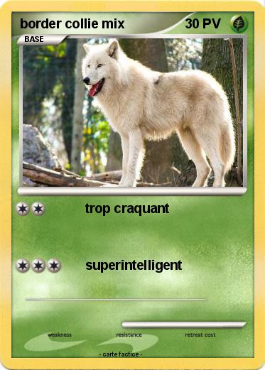 Pokemon border collie mix