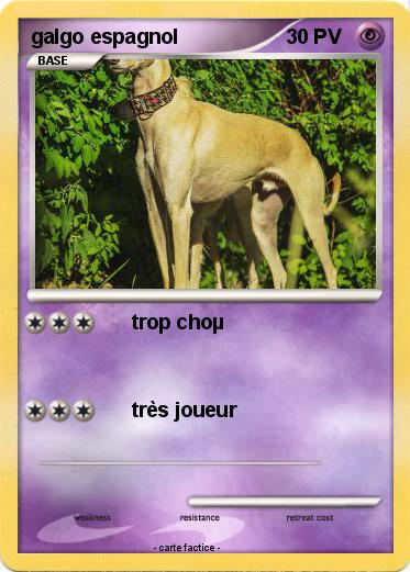 Pokemon galgo espagnol