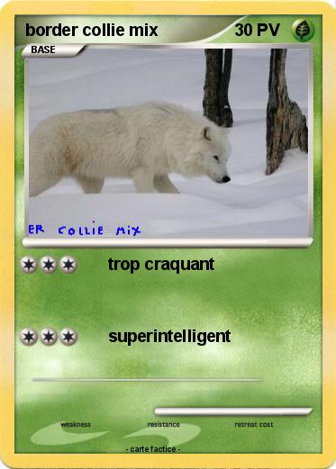 Pokemon border collie mix