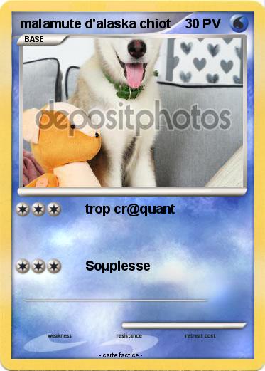 Pokemon malamute d'alaska chiot