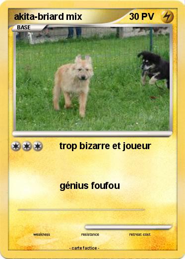 Pokemon akita-briard mix