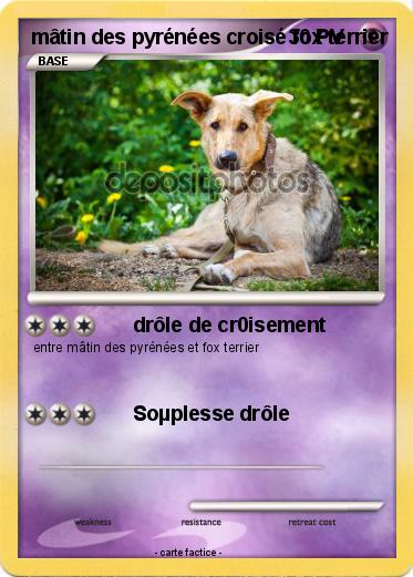 Pokemon mâtin des pyrénées croisé fox terrier