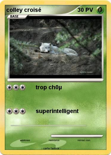 Pokemon colley croisé