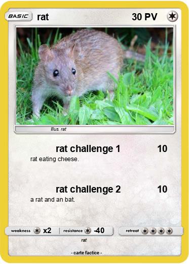 Pokemon rat