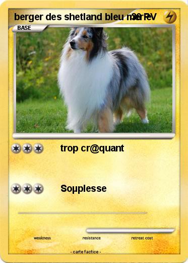 Pokemon berger des shetland bleu merle