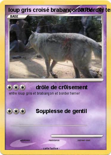 Pokemon loup gris croisé brabançon et border terrier