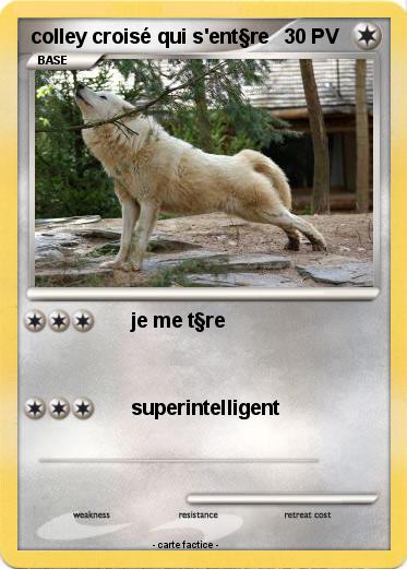 Pokemon colley croisé qui s'ent§re
