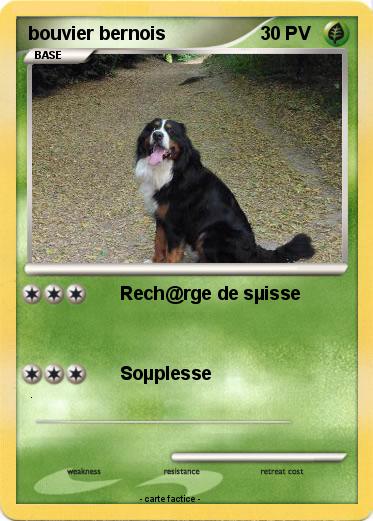 Pokemon bouvier bernois